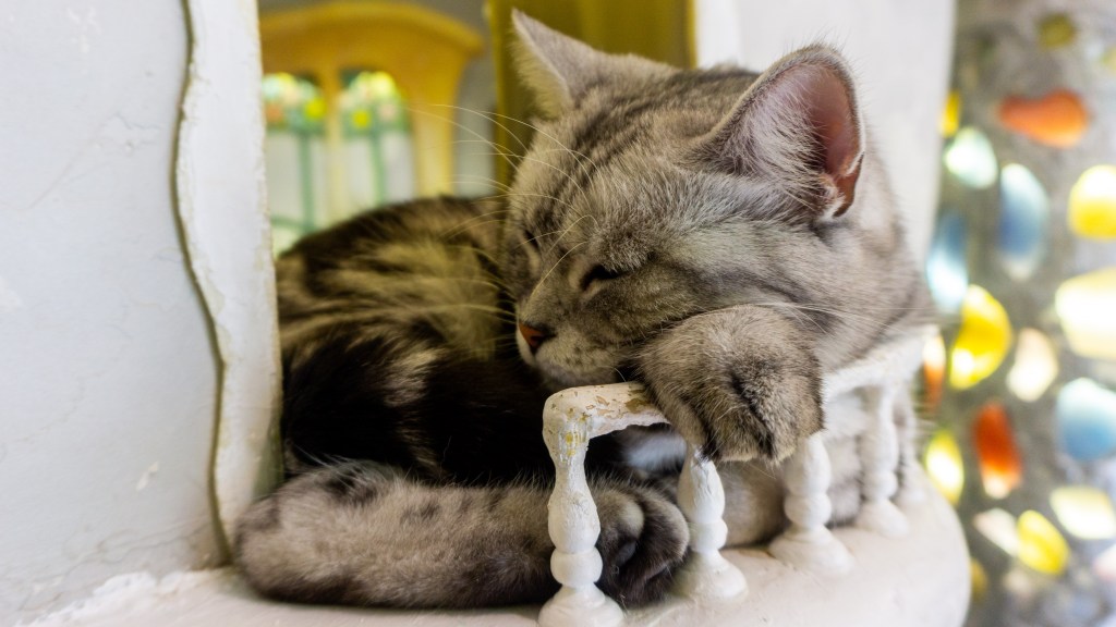 I Love Every Type of Cat [2Cats Cat Cafe,&nbsp;Insadong]