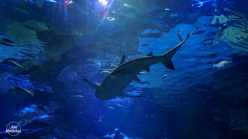 Busan Sea Life&nbsp;Aquarium